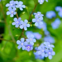 Arborix 3 x Brunnera Macrophylla 'Yellow Spring' - Kaaps-Vergeet-Me-Nietje pot 9x9cm