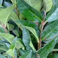 Arborix Ligustrum ovalifolium - Liguster - 40-50 cm in pot: Veelgebruikte haagplant met donkergroene bladeren.