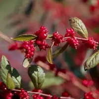 Arborix Symphoricarpos Doorenbos 'Magic Berry' - Sneeuwbes 50-60 cm in pot