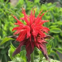 Arborix 6 x Monarda 'Cambridge Scarlet' - Bergamotplant Pot 9x9 cm - Scharlakenrode Bloemen