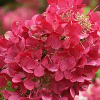 Arborix Hydrangea paniculata 'Diamond Rouge' 40-50cm - Pluimhortensia, diep rode bloemtrossen voor een kleurrijke tuin