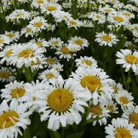 Arborix 6 x Leucanthemum Vulgare 'Maikönigin' - Margriet pot 9x9cm - Witte bloemen, rijkbloeiend, geschikt voor borders