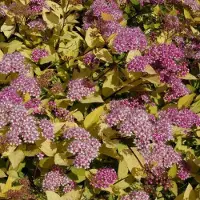Arborix Spiraea Japonica 'Golden Princess' - Spierstruik 20-25 cm pot