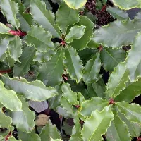 Arborix Photinia Fraseri Curly Fantasy ('Kolcurl') - Glansmispel 40-60 cm pot