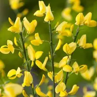 Arborix Cytisus Praecox 'Allgold' - Brem - 40-60 cm in pot: Vroegbloeiende brem met goudgele bloemen.