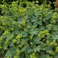 Arborix 6 x Alchemilla Erythropoda - Vrouwenmantel pot 9x9cm