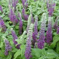 Arborix 6 x Teucrium Chamaedrys 'Nanum' - Gamander pot 9x9cm