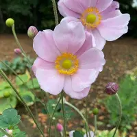 Arborix 6x Anemone hybrida 'Loreley' Pot 9x9cm - Prachtige bloeiende planten voor in de tuin