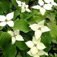Arborix Cornus Kousa 'Schmetterling' - Kornoelje 50-60 cm pot