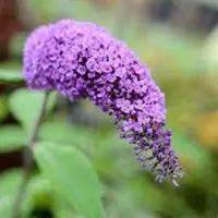 Arborix Buddleja Davidii Purple Emperor ('Pyrkeep') - Vlinderstruik 30-40 cm - Grote pluimen met blauw-lila tot blauw-paarse bloemen