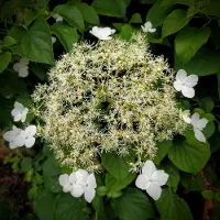 Arborix Hydrangea anomala petiolaris - Klimhortensia - 30-40 cm in pot: Klimmende hortensia met witte bloemschermen, geschikt voor schaduw.