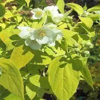 Arborix Philadelphus Coronarius 'Aureus' - Boerenjasmijn - 30-40 cm in pot: Struik met goudgeel blad en geurige witte bloemen.