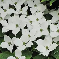 Arborix Cornus Kousa Chinensis - Kornoelje 50-60 cm in pot