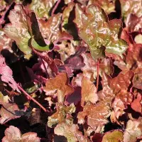 Arborix 3 x Heuchera 'Rachel' - Purperklokje pot 9x9cm