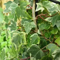 Arborix Hedera Colchica 'Dentata Variegata' - Klimop - 50-60 cm pot: Grootbladige klimop met groen-wit bonte bladeren.
