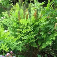 Arborix 6 x Osmunda Regalis 'Purpurascens'- Purper Blad pot 9x9cm - Majestueuze Pracht van de Natuur