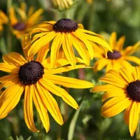 Arborix 6 x Rudbeckia Fulgida 'Goldsturm' - Zonnehoed Pot 9x9 cm - Gouden Bloemen