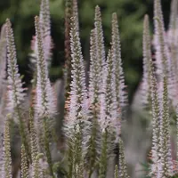 Arborix 6 x Veronicastrum Virginicum 'Pink Glow' - Virginische Ereprijs pot 9x9cm, roze bloemen en langbloeiend