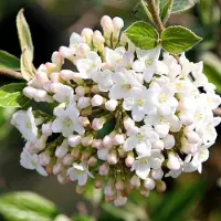 Arborix Viburnum Burkwoodii - Sneeuwbal 40-60 cm pot