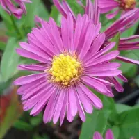 Arborix 6 x Aster Dumosus 'Jenny' - Herfstaster pot 9x9cm - Paarse bloemen