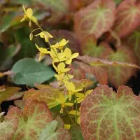 Arborix 6 x Epimedium Perralch. 'Frohnleiten' - Elfenbloem pot 9x9cm