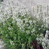 Arborix 6 x Thymus Vulgaris 'Compactus' - Tijm pot 9x9cm