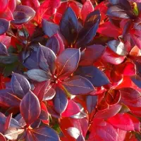 Arborix Berberis Media 'Red Jewel' - Zuurbes 25 - 30 cm in pot