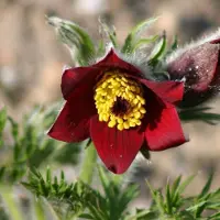 Arborix 6 x Pulsatilla Vulgaris 'Rubra' - Wildemanskruid Pot 9x9 cm - Roodbloeiende Vaste Plant