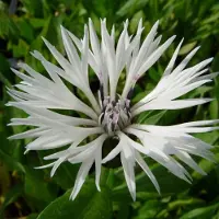 Arborix 6 x Centaurea Montana 'Alba' - Bergkorenbloem pot 9x9cm