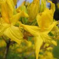 Arborix Azalea Mollis Geel - Azalea 40-50 cm pot