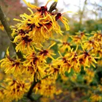 Arborix Hamamelis Intermedia 'Orange Beauty' - Toverhazelaar 40-60 cm pot