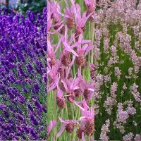 Arborix Borderpakket Lavendel Geurend 5 m² 48 Planten
