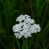 Arborix 6x Achillea millefolium 'White Beauty' Pot 9x9cm - Witte schoonheid voor in de tuin