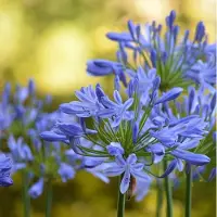 Arborix 6x Agapanthus africanus 'Blue Giant' Pot 9x9cm - Prachtige blauwe Afrikaanse lelie