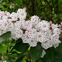 Arborix Kalmia Latifolia - Berglaurier;Breedbladige lepelstruik 25-30 cm pot