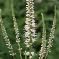 Arborix 6 x Veronicastrum Virginicum 'Album' - Virginische Ereprijs pot 9x9cm