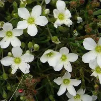 Arborix 6 x Arenaria Montana - Zandkruid pot 9x9cm