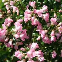 Arborix Escallonia 'Apple Blossom' - Escallonia 40-50cm in pot