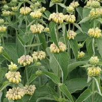 Arborix 6 x Phlomis Russeliana - Brandkruid pot 9x9cm