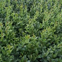 Arborix Ligustrum Vulgare 'Atrovirens' - Liguster 60-80 cm pot