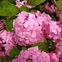 Arborix Hydrangea Macrophylla 'Sibilla' - Hortensia - 25-30 cm in pot: Hortensia met dieppaarse tot roze bloemen.