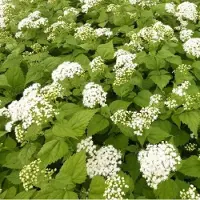 Arborix 6 x Eupatorium Rugosum 'Braunlaub' - Koninginnekruid Pot 9x9 cm - Donkerbladige Vaste Plant