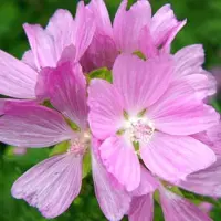 Arborix 6 x Malva Moschata Rosea - Muskuskaasjeskruid Pot 9x9 cm - Zachte Roze Bloemen