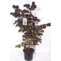 Arborix Corylus Maxima 'Purpurea' - Rode Hazelaar 60-80 cm in pot