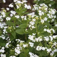 Arborix 3 x Brunnera Macrophylla 'Betty Bowring' - Kaaps-Vergeet-Me-Nietje pot 9x9cm