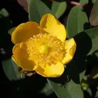 Arborix Hypericum Dummeri 'Peter Dummer' - Herfsthooi;Sint Janskruid 30-40 cm pot