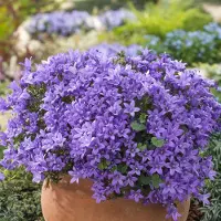 Arborix 6 x Campanula Poscharskyana 'Stella' - Klokje Pot 9x9 cm - Stervormige Paarse Bloemen