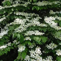 Arborix Viburnum Plicatum Tomentosum - Sneeuwbal 40-60 cm in pot