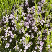 Arborix Diosma hirsuta 'Pink Fountain' 25-30cm - Geurige roze bodembedekker voor kleurrijke borders