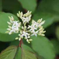 Arborix Cornus Sanguinea 'Winter Beauty' - Rode kornoelje 40-60 cm pot